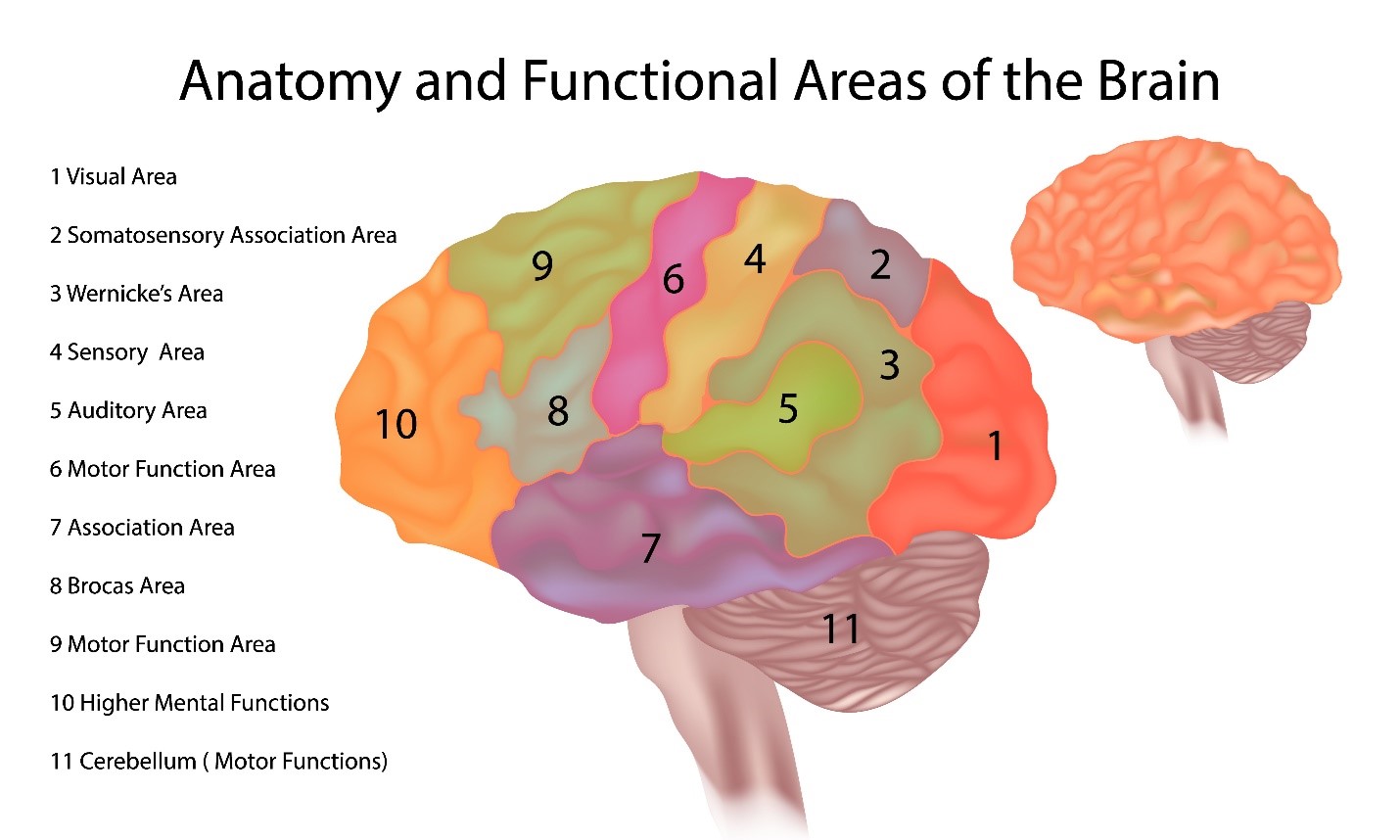 Side view of brain with functional areas of the brain labeled including Wernicke’s Area near the back in the middle, and Broca’s Area near the front in the middle.